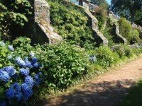 hydrangea path 2