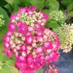 Pink Hydrangea