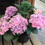 Mop head hydrangea pot grown