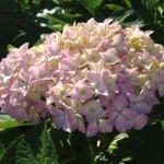 hydrangea light pink