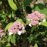 hydrangea pink in garden