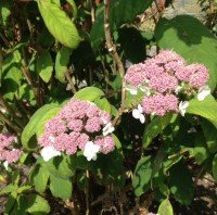 hydrangea pink in garden