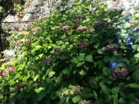 hydrangea purple
