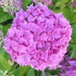 hydrangea purple