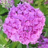 hydrangea purple