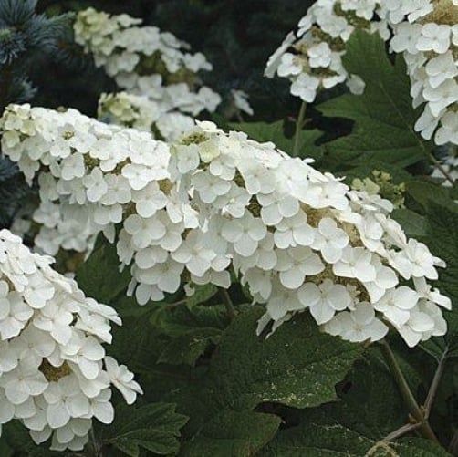 Oakleaf Hydrangea Flower