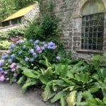 hydrangea walk