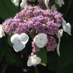 hydrangea white lacecap