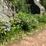 hydrangeas along a path