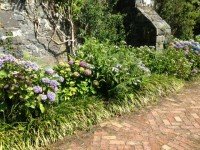 hydrangeas along a path