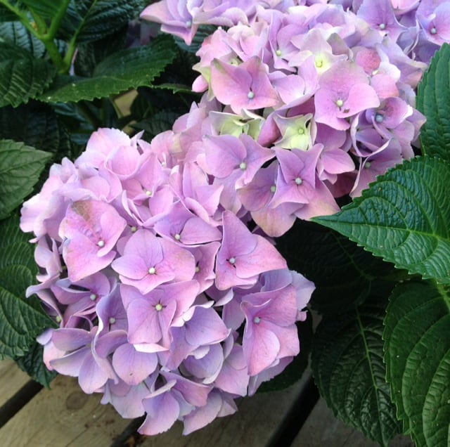 picture of mauve hydrangea