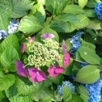 acecap hydrangea blue pink