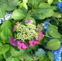 acecap hydrangea blue pink