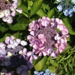 lacecap hydrangea lavender