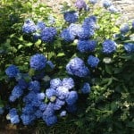 large blue hydrangea