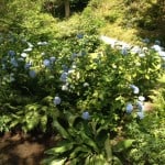 large blue hydrangea 2