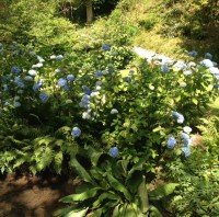 large blue hydrangea 2