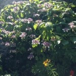 large hydrangea