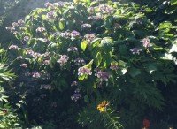 large hydrangea
