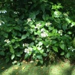 large hydrangea grown in semi-shade