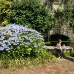 large hydrangea next to pond