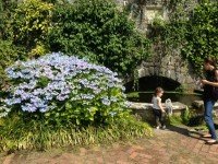 large hydrangea next to pond