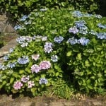 large lacecap hydrangea