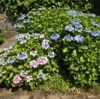large lacecap hydrangea