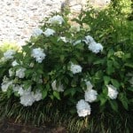 large white mop head hydrangea