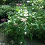 Dark pink hydrangea