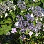 light blue lacecap hydrangea