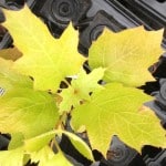 Oak Leafed Hydrangea