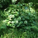 oaklead hydrangea in semi shade