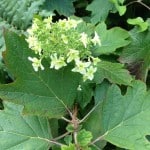 oakleaf hydrangea