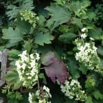 oakleaf hydrangea flowering