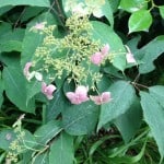 pink hydrangea lacecap