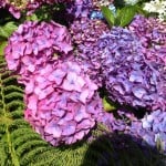 pinky blue hydrangea