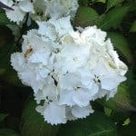 pure white mop head hydrangea