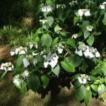 white hydrangea in shade in forest