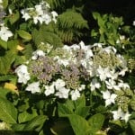 white lacecap hydrangea