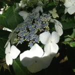 white lacecap hydrangea just flowering