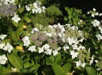 white lacecap hydrangea