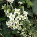 white oakleaf hydrangea