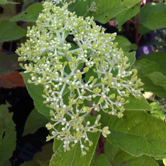 When to prune Limelight Hydrangea - after flowering or early spring before new growth apears