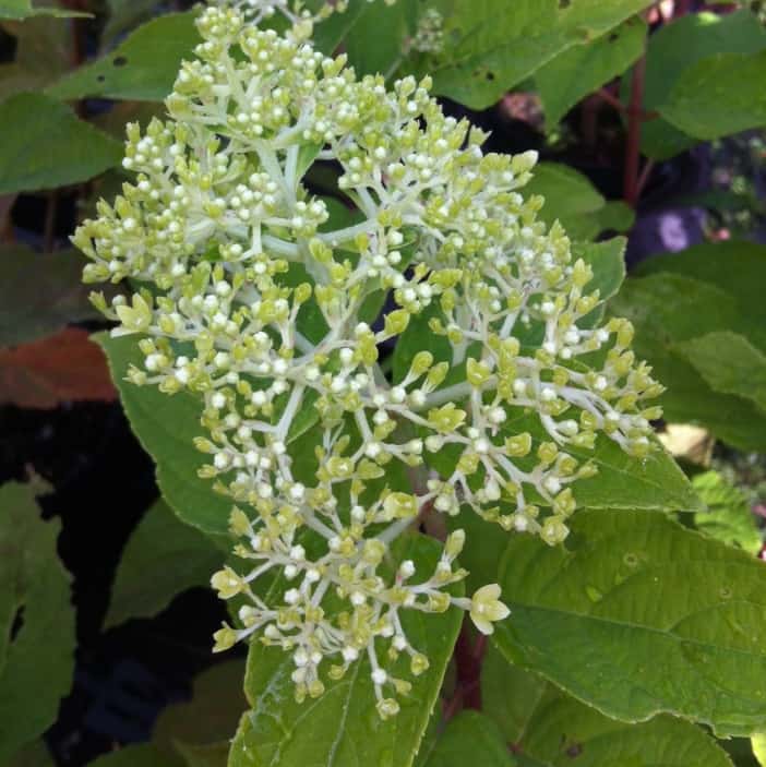 Limelight Hydrangea