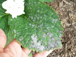 Mildew on Hydrangea