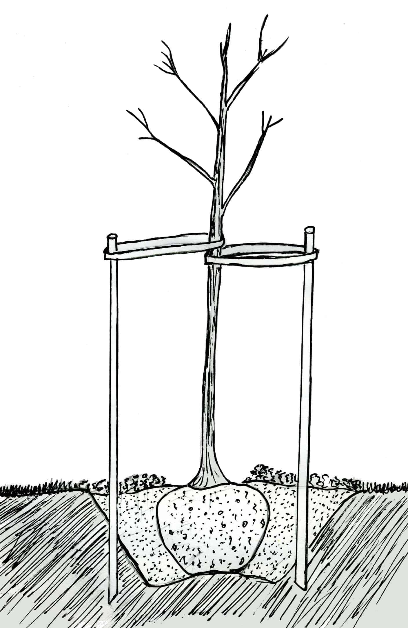 hydrangea planting diagram