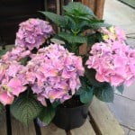 pot grown hydrangea