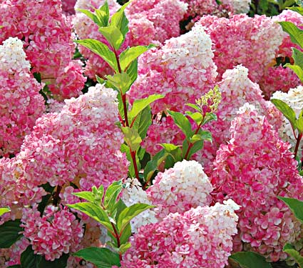 vanilla strawberry hydrangea