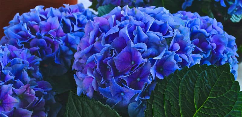 Do hydrangeas need ericaceous compost